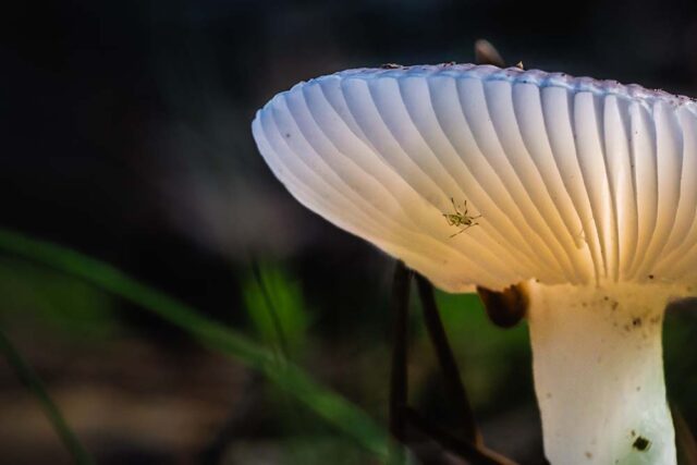 Foto: Tom Uleman