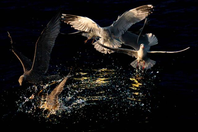 Foto: Tom Uleman